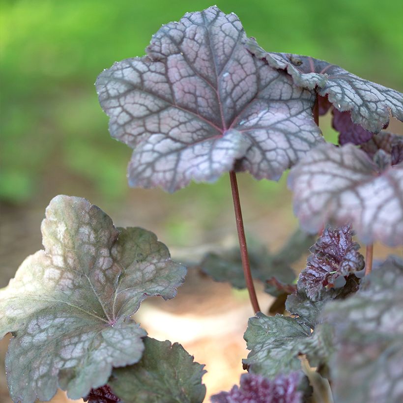 Heuchera Velvet Night - Purperklokje (Blad)