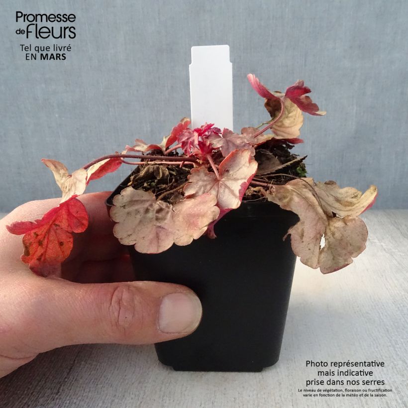Exemplaar van Heuchera Vienna - Purperklokje Kweekpotje van 8/9 cm zoals geleverd in de lente