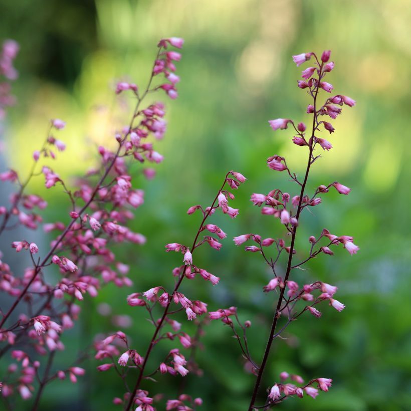 Heuchera Wild Rose - Purperklokje (Bloei)