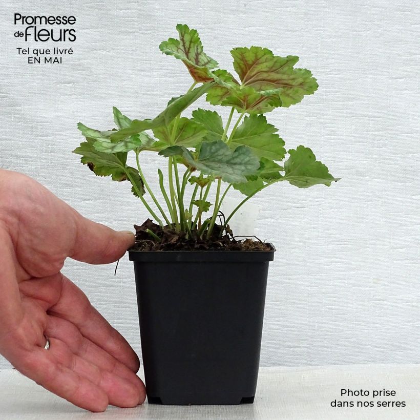Exemplaar van Heuchera americana Birkin - Purperklokje Kweekpotje van 8/9 cm zoals geleverd in de lente