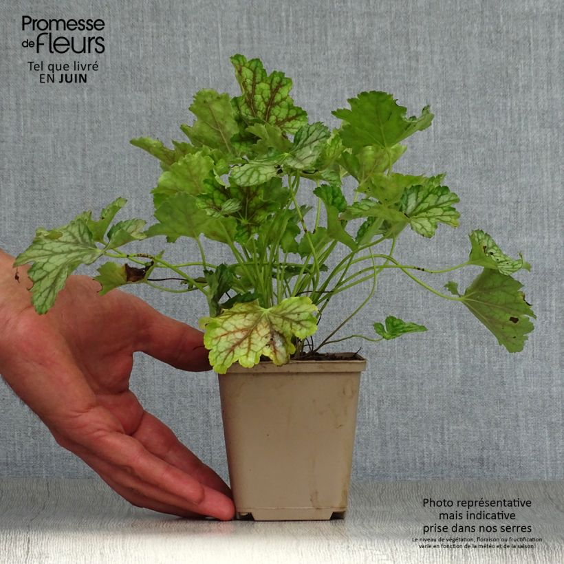 Exemplaar van Heuchera americana Birkin - Purperklokje Kweekpotje van 8/9 cm zoals geleverd in de zomer