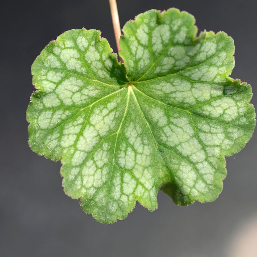 Heuchera americana Dales Strain - Purperklokje (Blad)