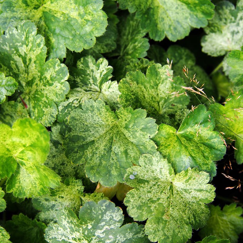 Heuchera sanguinea Snow Storm - Purperklokje (Blad)