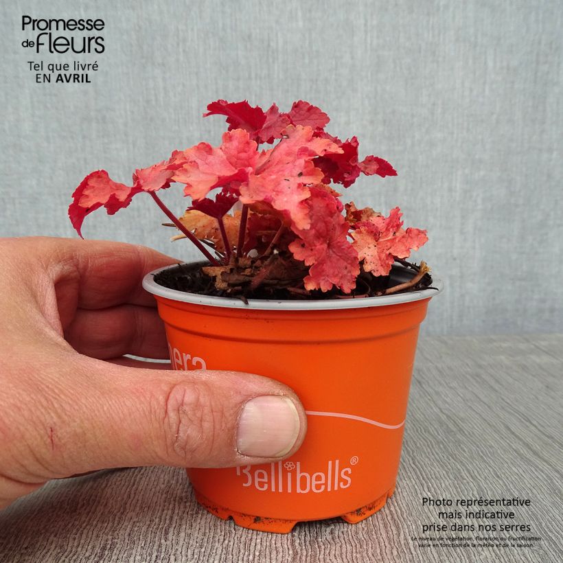 Exemplaar van Heuchera Indian Summer Cranberry - Purperklokje Kweekpotje van 8/9 cm zoals geleverd in de lente