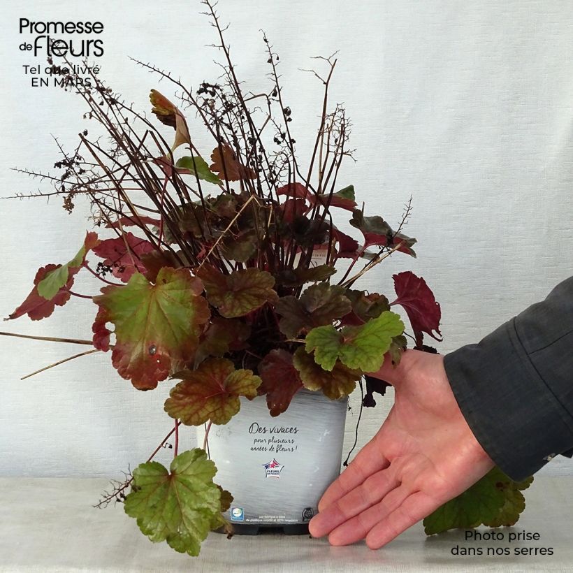 Exemplaar van Heuchera Little Cutie Blondie - Purperklokje Pot van 2 l/3 l zoals geleverd in de lente