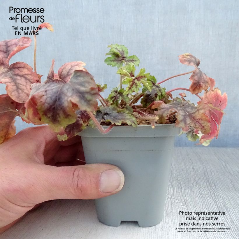 Exemplaar van Heuchera Van Gogh - Purperklokje Kweekpotje van 8/9 cm zoals geleverd in de lente