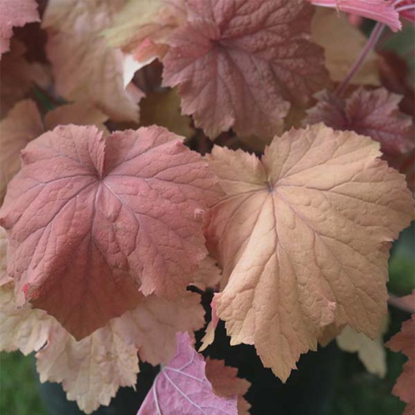 Heuchera Mega Caramel - Purperklokje (Blad)