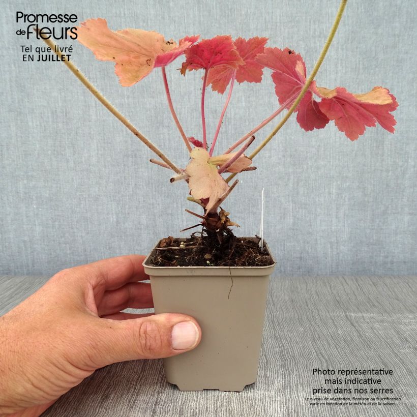 Exemplaar van Heuchera Mega Caramel - Purperklokje Kweekpotje van 8/9 cm zoals geleverd in de zomer
