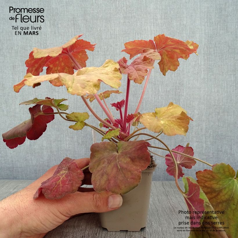 Exemplaar van Heuchera Mega Caramel - Purperklokje Kweekpotje van 8/9 cm zoals geleverd in de lente