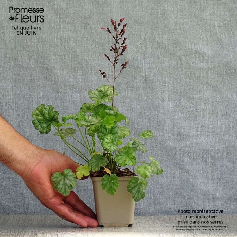 Exemplaar van Heuchera Paris - Purperklokje Kweekpotje van 8/9 cm zoals geleverd in de zomer