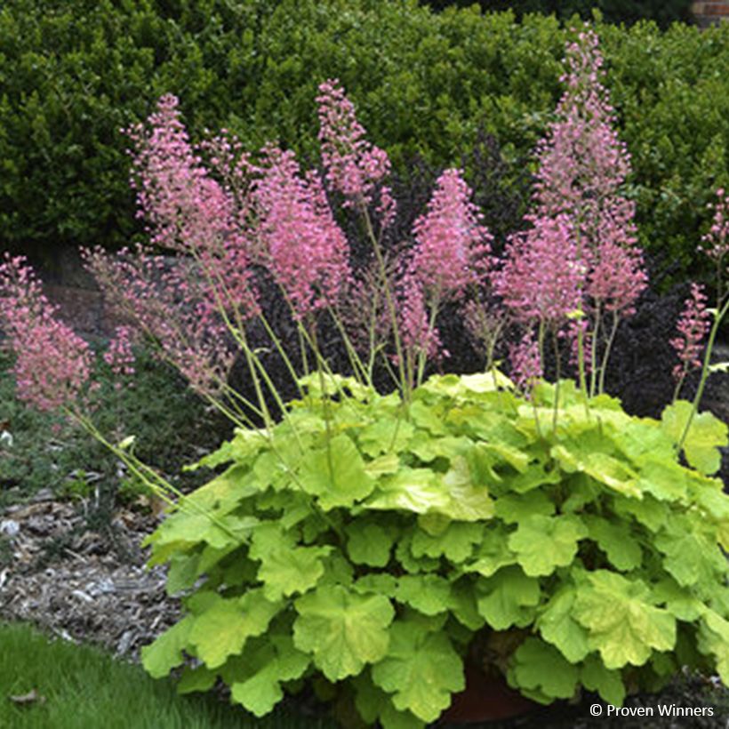 Heuchera Pretty Pistachio - Purperklokje (Bloei)