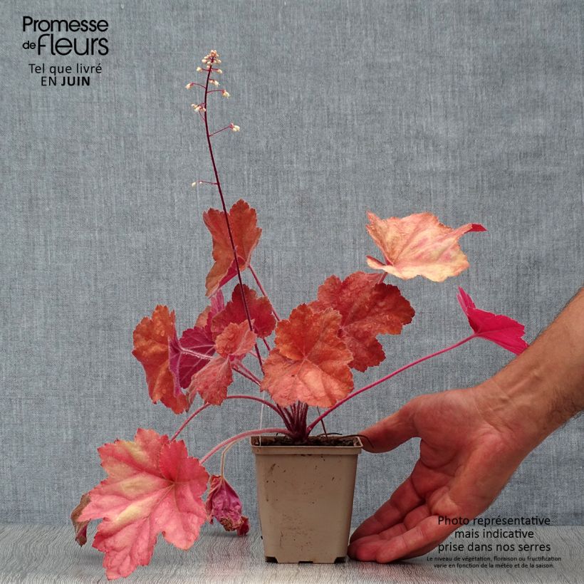 Exemplaar van Heuchera Southern Comfort - Purperklokje Kweekpotje van 8/9 cm zoals geleverd in de zomer