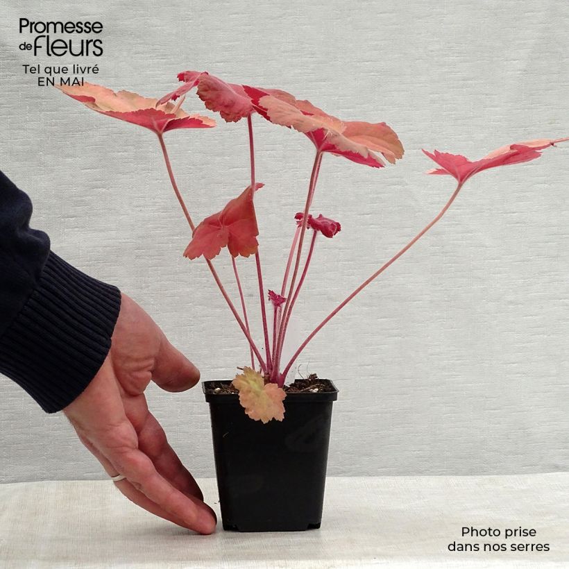 Exemplaar van Heuchera Southern Comfort - Purperklokje Kweekpotje van 8/9 cm zoals geleverd in de lente