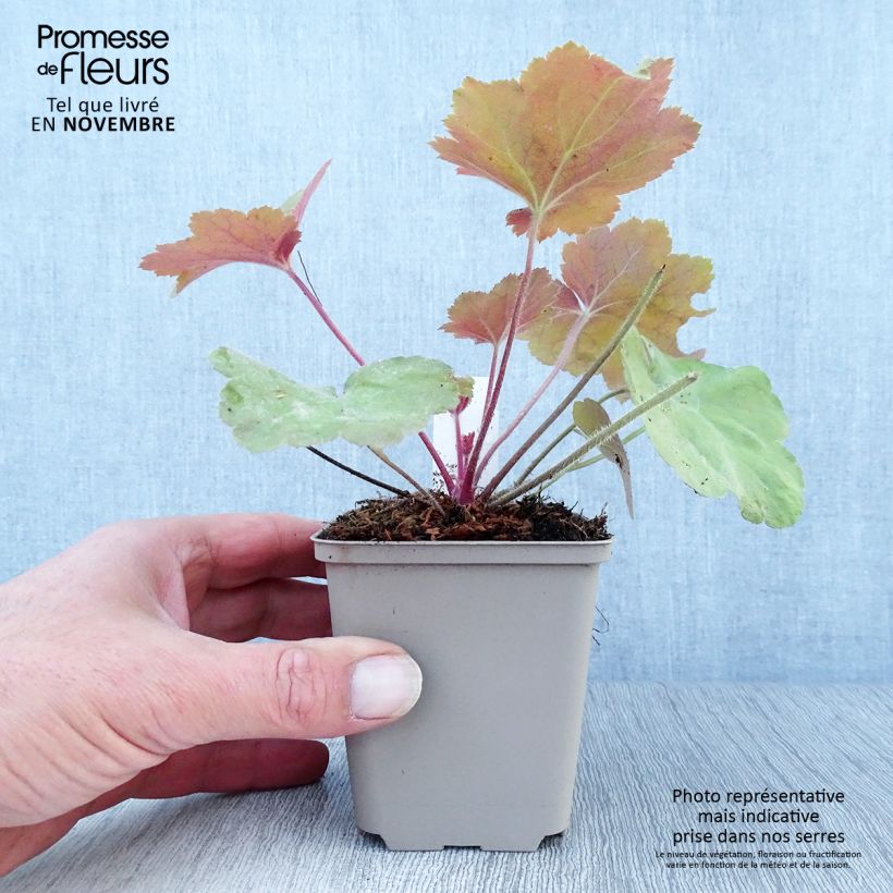 Exemplaar van Heuchera Southern Comfort - Purperklokje Kweekpotje van 8/9 cm zoals geleverd in de herfst