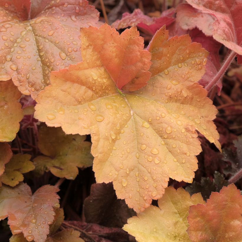 Heuchera Southern Comfort - Purperklokje (Blad)