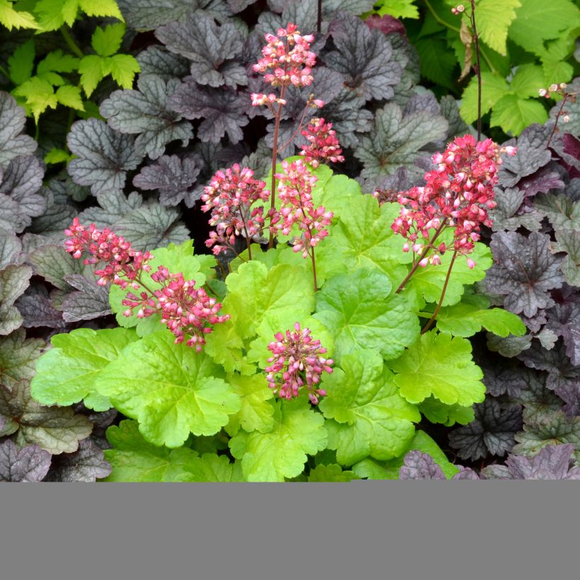 Heuchera Little Cuties Sweet Tart - Purperklokje (Groeiplaats)