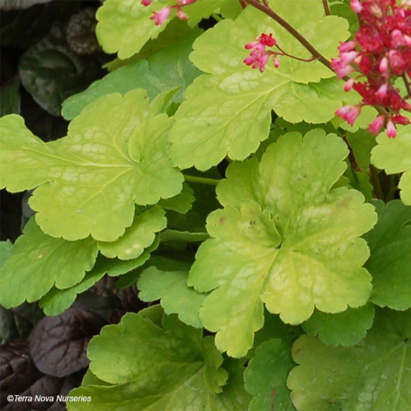 Heuchera Little Cuties Sweet Tart - Purperklokje (Blad)