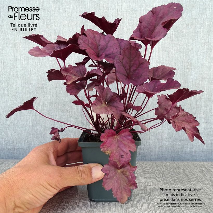 Exemplaar van Heuchera Dolce Wildberry - Purperklokje Kweekpotje van 8/9 cm zoals geleverd in de zomer