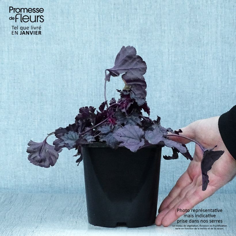 Exemplaar van Heuchera Dolce Wildberry - Purperklokje Pot van 1,5 l/2 l zoals geleverd in de winter