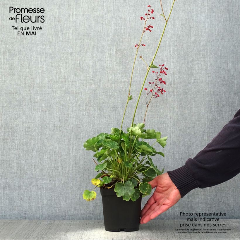 Example of Heuchera sanguinea Leuchtkäfer - Purperklokje Pot van 2 l/3 l as you get in printemps