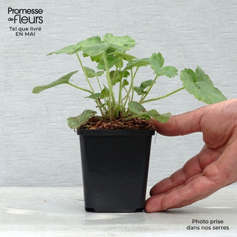 Example of Heuchera sanguinea Leuchtkäfer - Purperklokje Kweekpotje van 8/9 cm as you get in printemps