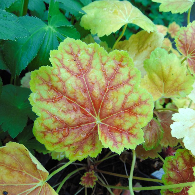 Heuchera Tiramisu - Purperklokje (Blad)