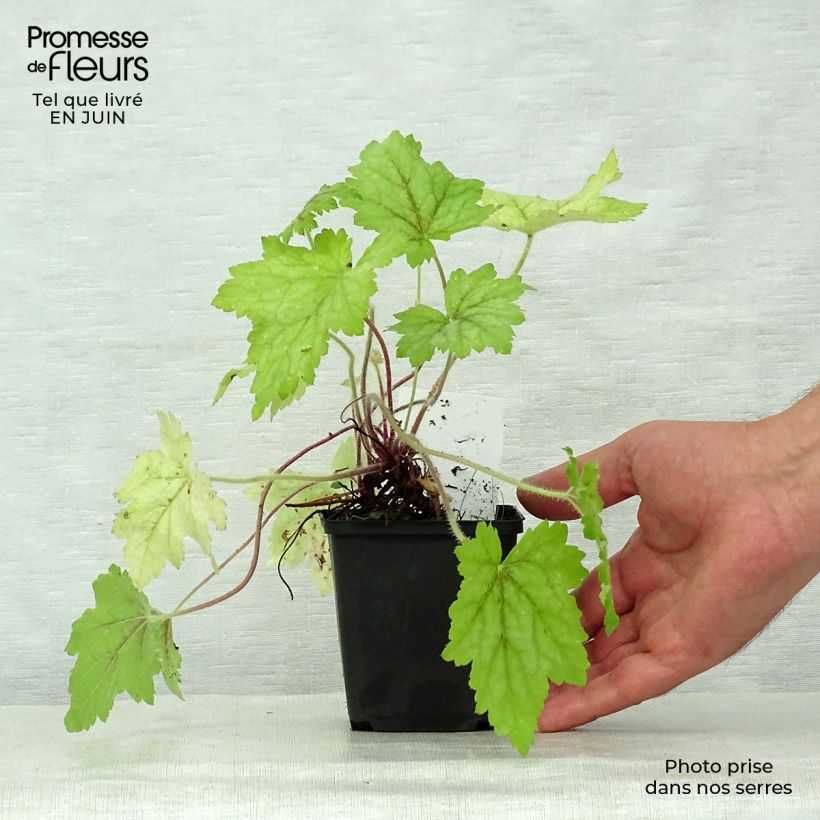 Exemplaar van Heucherella Alabama Sunrise - Purperklokje Kweekpotje van 8/9 cm zoals geleverd in de zomer