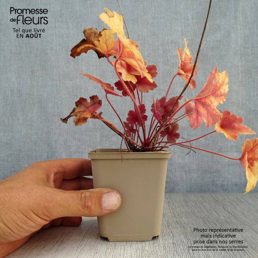 Exemplaar van Heucherella Brass Lantern® - Purperklokje Kweekpotje van 8/9 cm zoals geleverd in de zomer