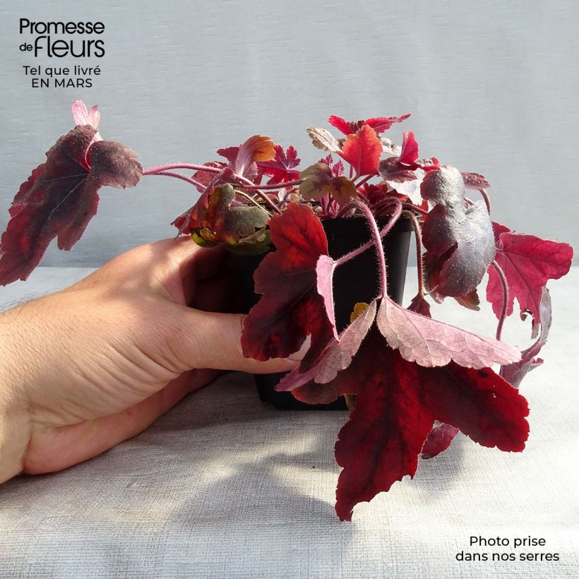 Exemplaar van Heucherella Brass Lantern® - Purperklokje Kweekpotje van 8/9 cm zoals geleverd in de lente