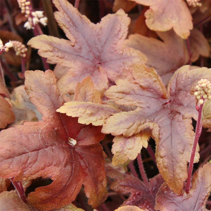 Heucherella Brass Lantern® - Purperklokje (Blad)