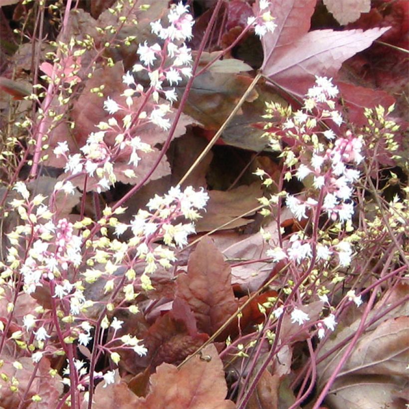 Heucherella Brass Lantern® - Purperklokje (Bloei)