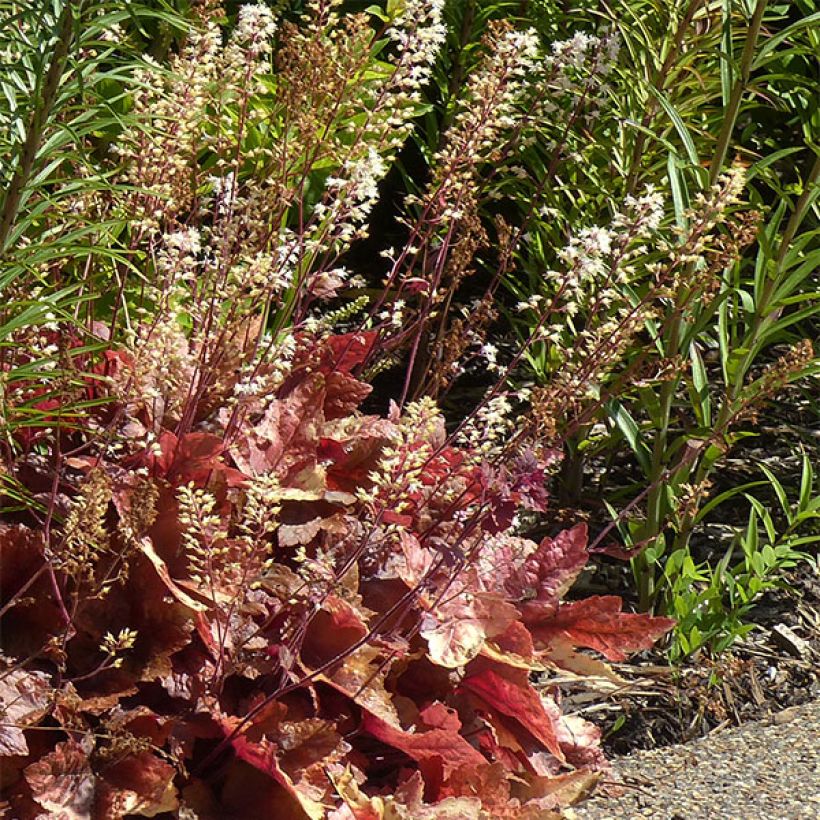 Heucherella Brass Lantern® - Purperklokje (Groeiplaats)