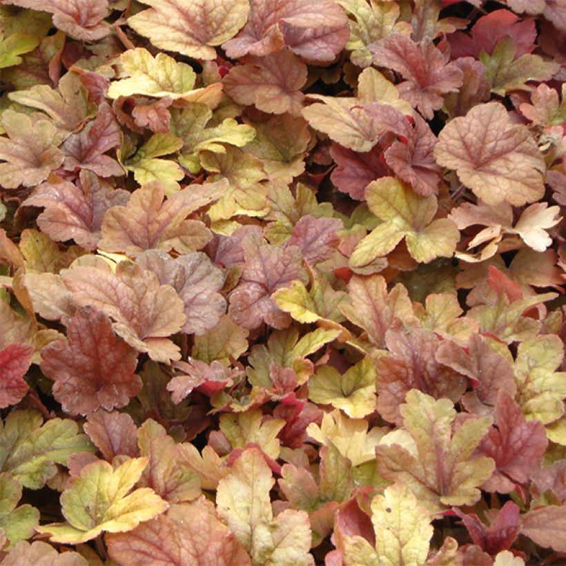 Heucherella Buttered Rum - Purperklokje (Blad)