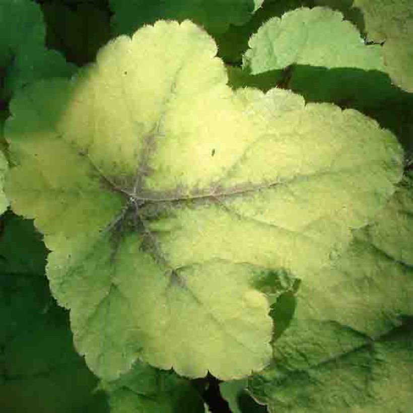 Heucherella Citrus Shock - Purperklokje (Blad)