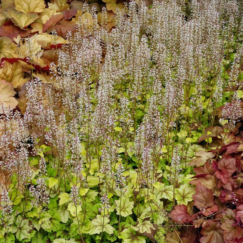 Heucherella Citrus Shock - Purperklokje (Groeiplaats)