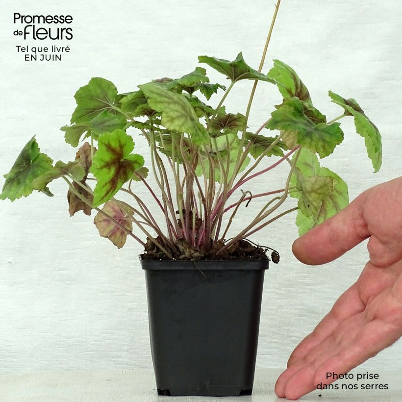 Exemplaar van Heucherella Citrus Shock - Purperklokje Kweekpotje van 8/9 cm zoals geleverd in de zomer