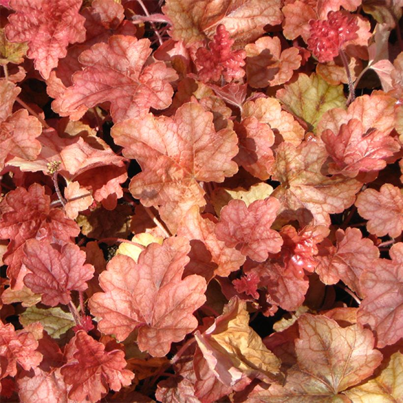 Heucherella Copper Cascade - Purperklokje (Blad)