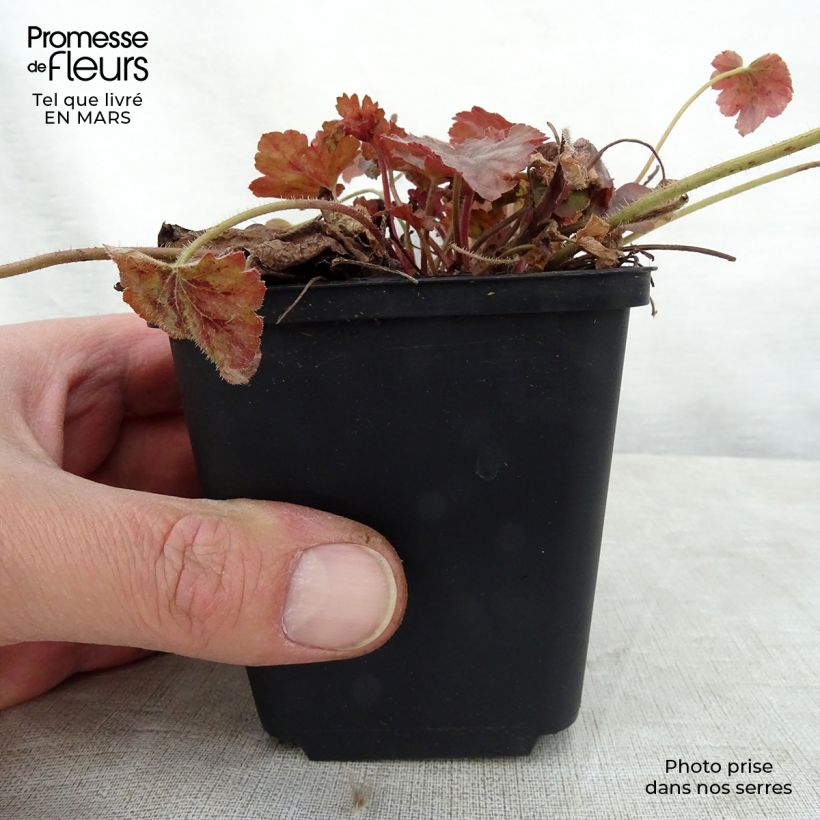 Exemplaar van Heucherella Copper Cascade - Purperklokje Kweekpotje van 8/9 cm zoals geleverd in de lente