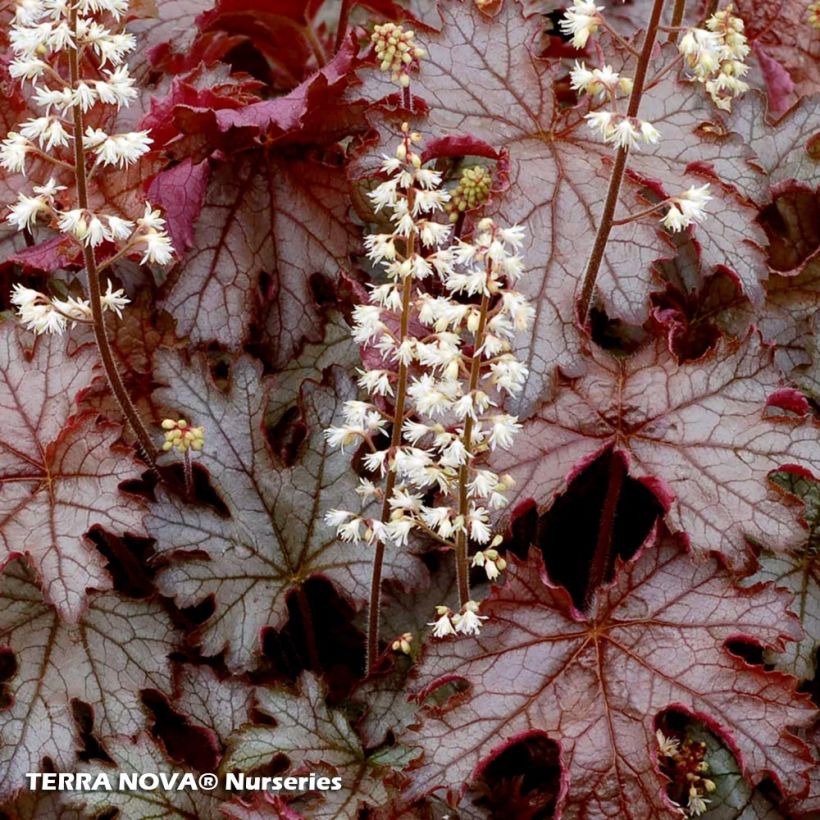 Heucherella Cracked Ice - Purperklokje (Bloei)
