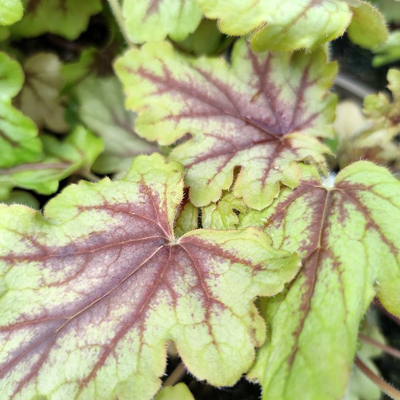 Heucherella Eye Spy - Purperklokje (Blad)