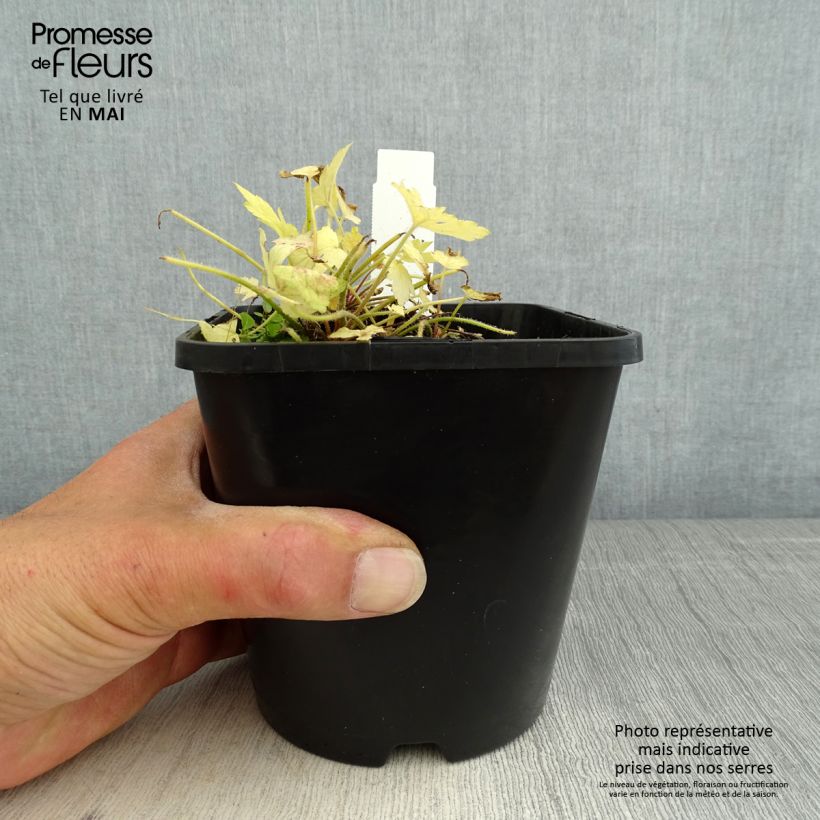 Exemplaar van Heucherella Golden Zebra - Purperklokje Pot van 1,5 l/2 l zoals geleverd in de lente