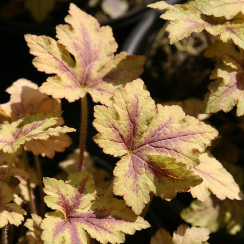 Heucherella Golden Zebra - Purperklokje (Blad)