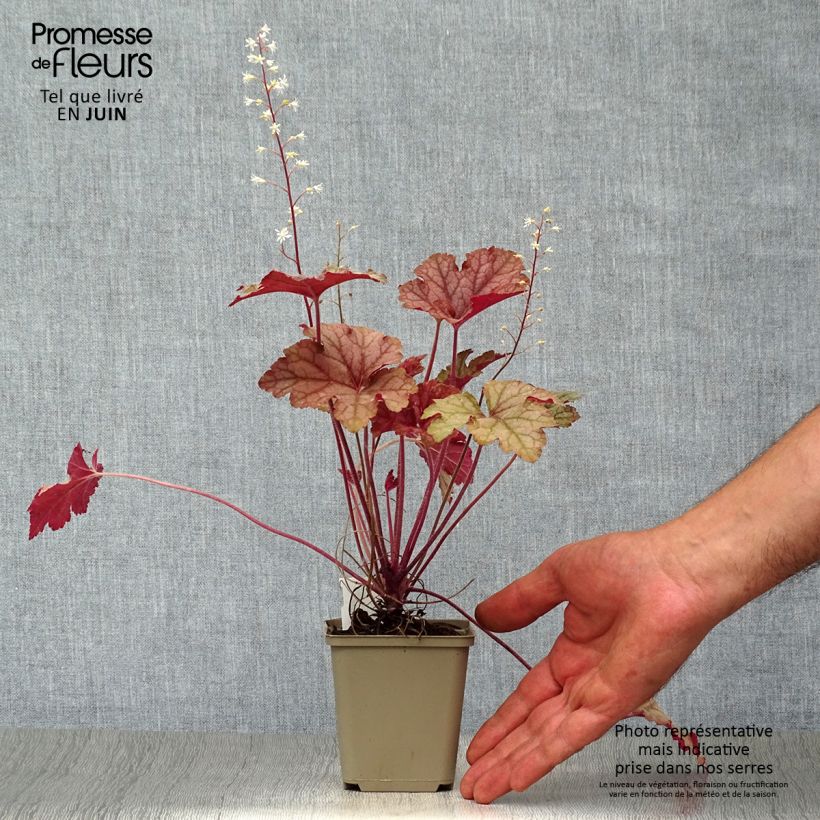 Exemplaar van Heucherella Honey Rose - Purperklokje Kweekpotje van 8/9 cm zoals geleverd in de zomer