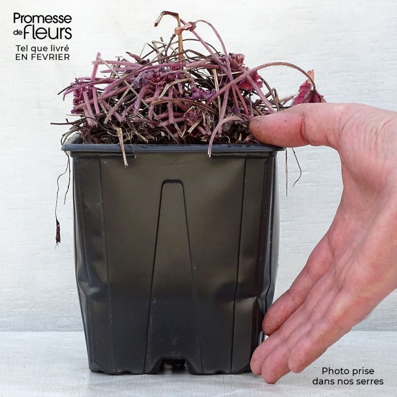 Exemplaar van Heucherella Honey Rose - Purperklokje Pot van 2 l/3 l zoals geleverd in de winter