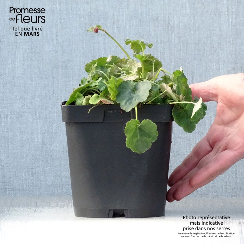 Exemplaar van Heucherella Honey Rose - Purperklokje Pot van 2 l/3 l zoals geleverd in de lente