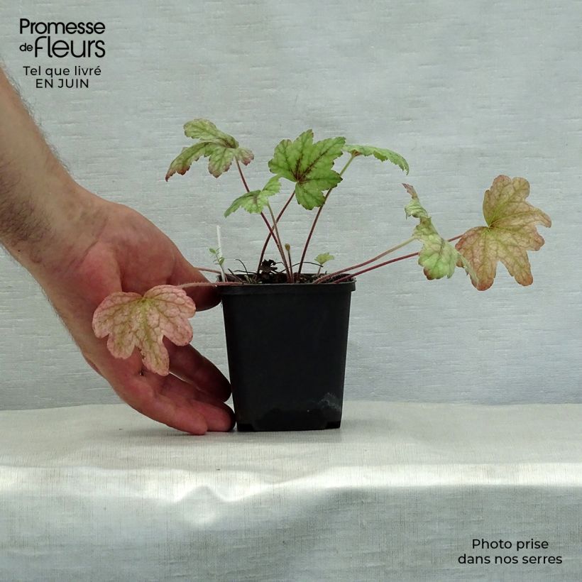 Exemplaar van Heucherella Kimono - Purperklokje Kweekpotje van 8/9 cm zoals geleverd in de zomer