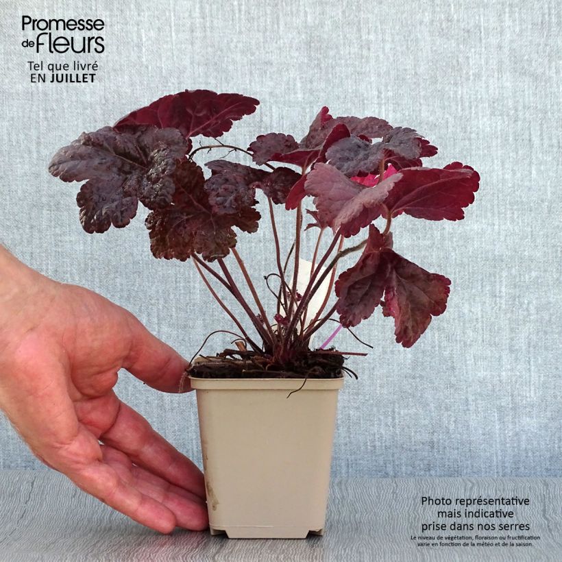 Exemplaar van Heucherella Onyx - Purperklokje Kweekpotje van 8/9 cm zoals geleverd in de zomer
