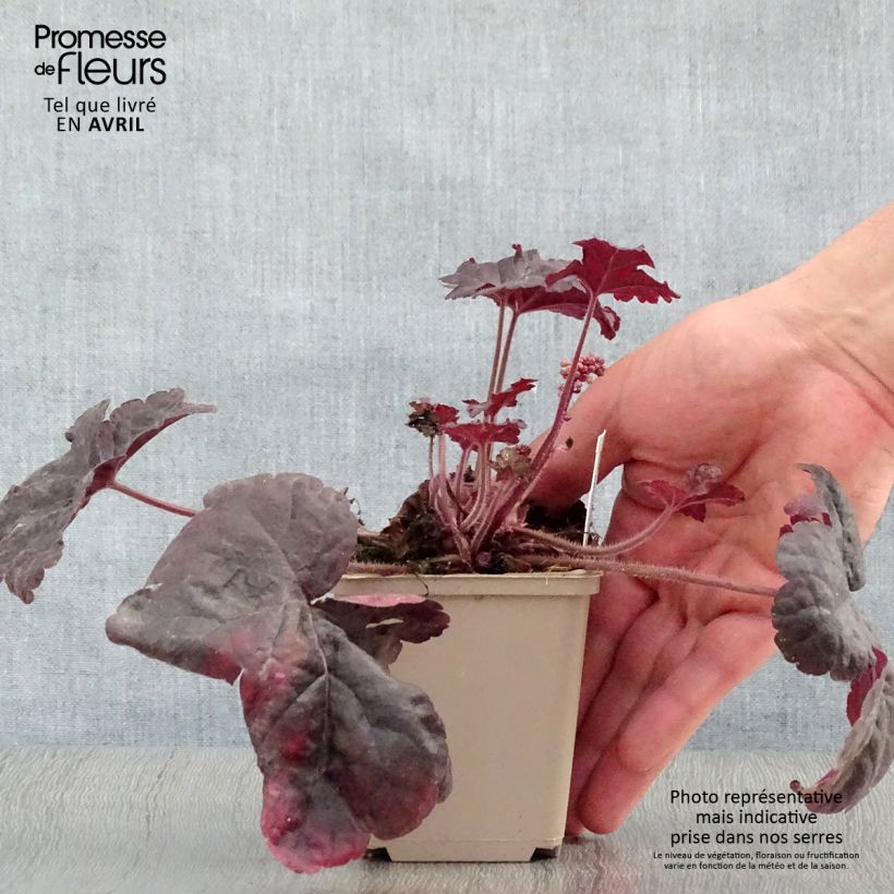 Exemplaar van Heucherella Onyx - Purperklokje Kweekpotje van 8/9 cm zoals geleverd in de lente