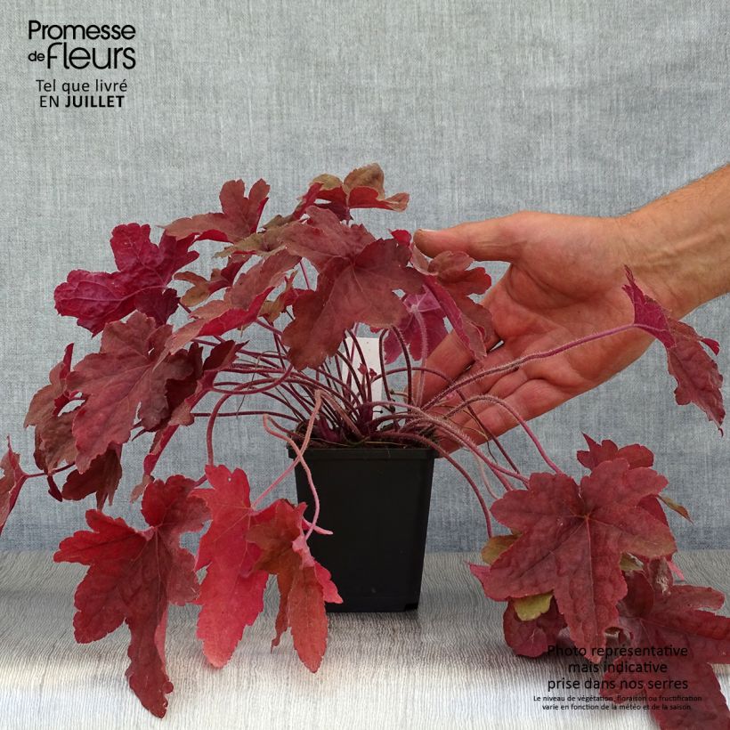 Exemplaar van Heucherella Red Rover - Purperklokje Kweekpotje van 8/9 cm zoals geleverd in de zomer