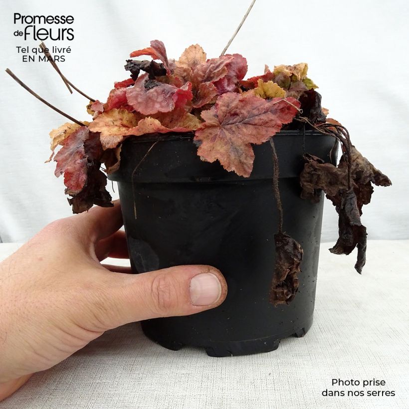 Exemplaar van Heucherella Redstone Fall - Purperklokje Pot van 2 l/3 l zoals geleverd in de lente